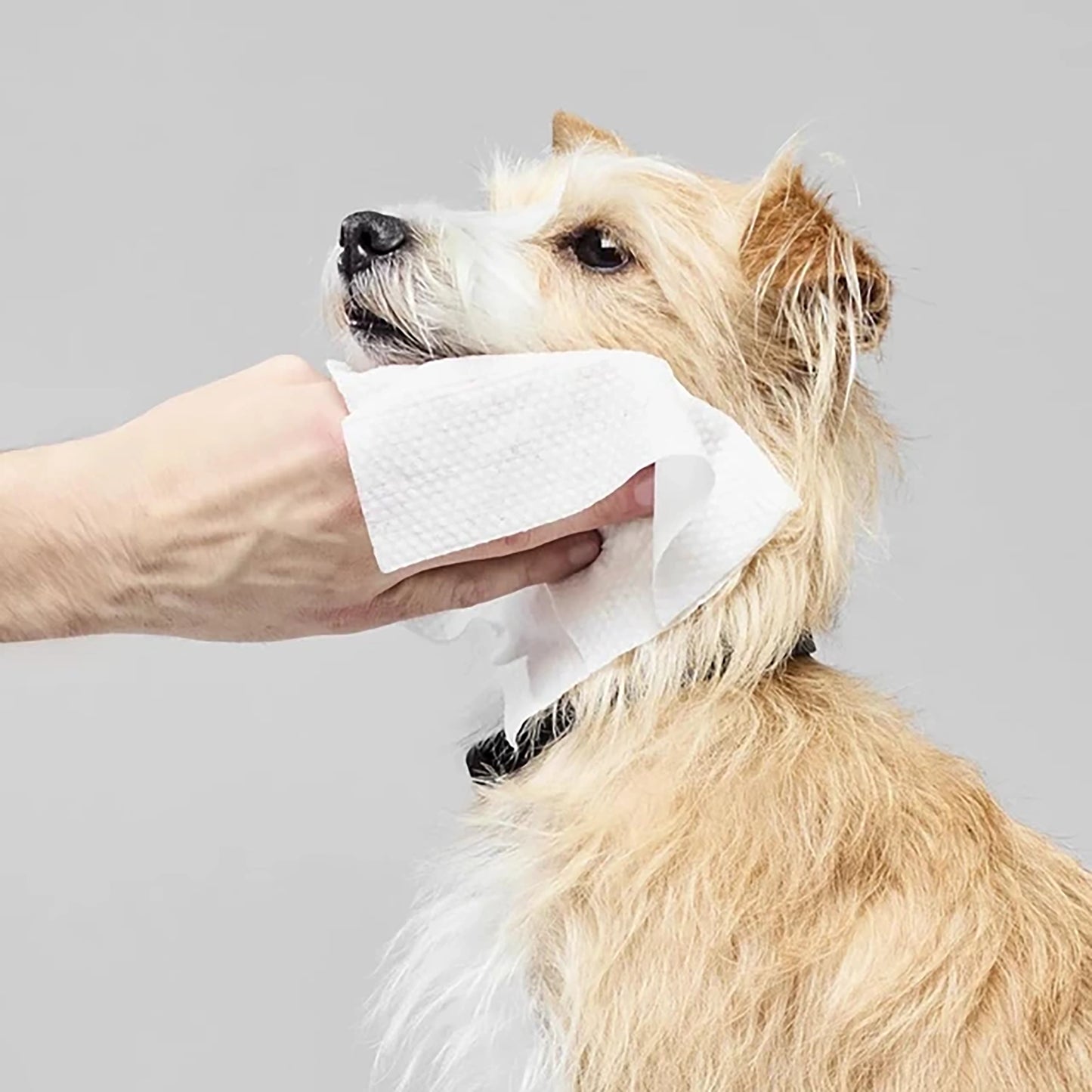 Paul Mitchell Pet Fragrance Free Wipes (MJ25)
